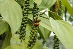 Naturaplaza Zwarte Malabar Peper India Biologisch Discount