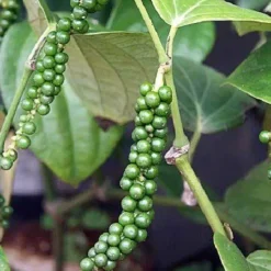 Naturaplaza Zwarte Peper Poeder Fijn kiemarm Biologisch Best